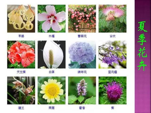 超全常见花卉植物图谱 1332种