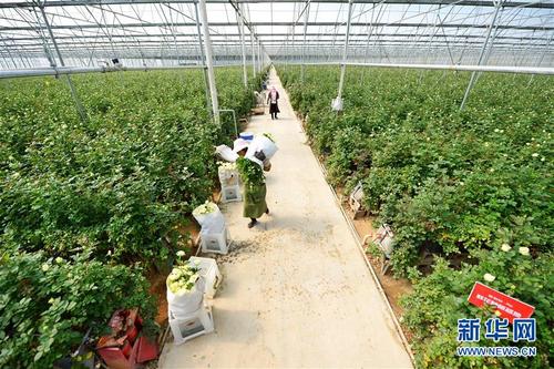2月13日拍摄的昆明一家花卉企业的现代设施温控鲜花种植大棚.