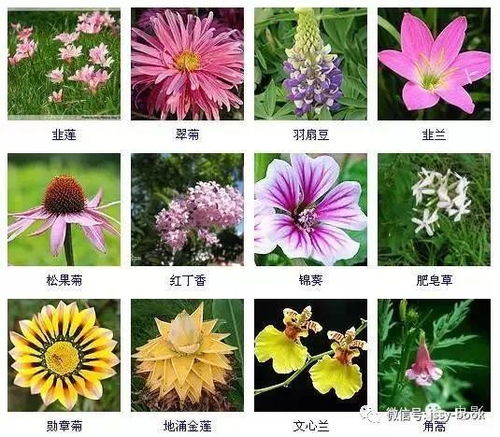 百种花卉图谱 绘画参考