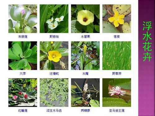 1000多种常见花卉植物图谱,超全总结