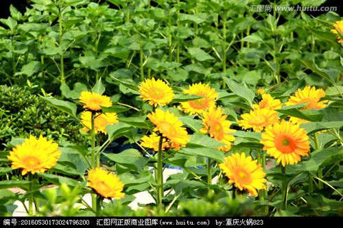 向日葵 苗圃 花卉种植_正版商业图片