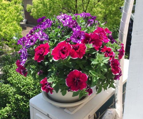 有个小阳台,种上7种漂亮花,生命力旺盛,开出小花园,适合新手