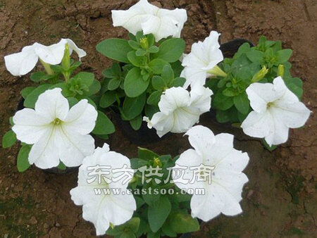 潍坊矮牵牛花哪里有 内蒙矮牵牛花种植基地 内蒙矮牵牛花图片