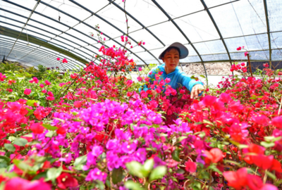 滦州:特色种植盘活城郊乡村经济