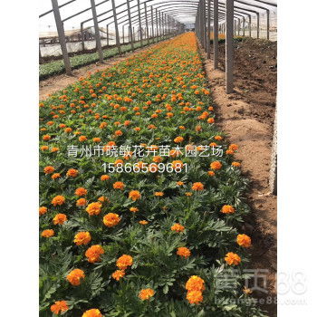 晓敏花卉青州草花种植基地,莱芜山东草花总代