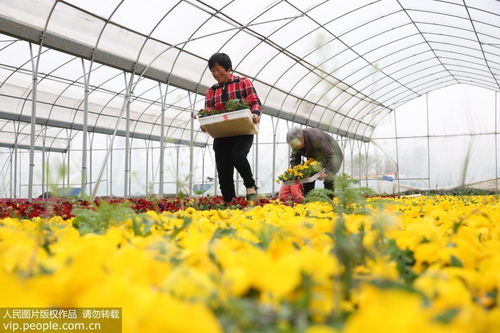 安徽濉溪 花卉种植富农家