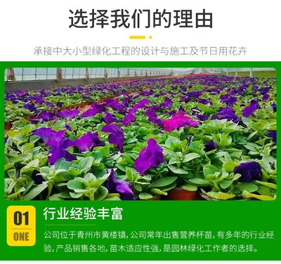 黑心菊批发 花镜租摆用 可露地栽植 草坪装饰花卉