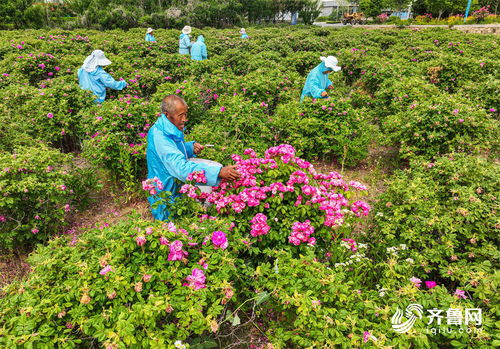 组图丨 鲜花经济 助农增收