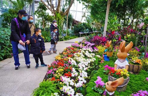 200余种万余株兰花及年宵花,亮相国家植物园