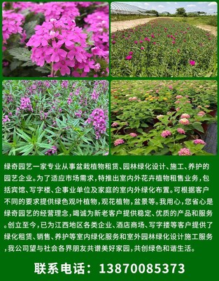 绿奇园艺 好种植易成活 市政园林花卉 免费设计养护